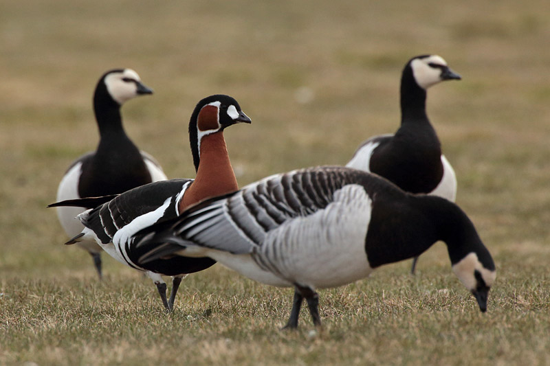 Punakaulahanhi Red-breasted Goose (Branta ruficollis)