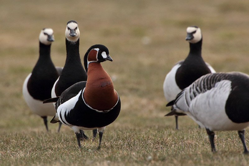 Punakaulahanhi Red-breasted Goose (Branta ruficollis)