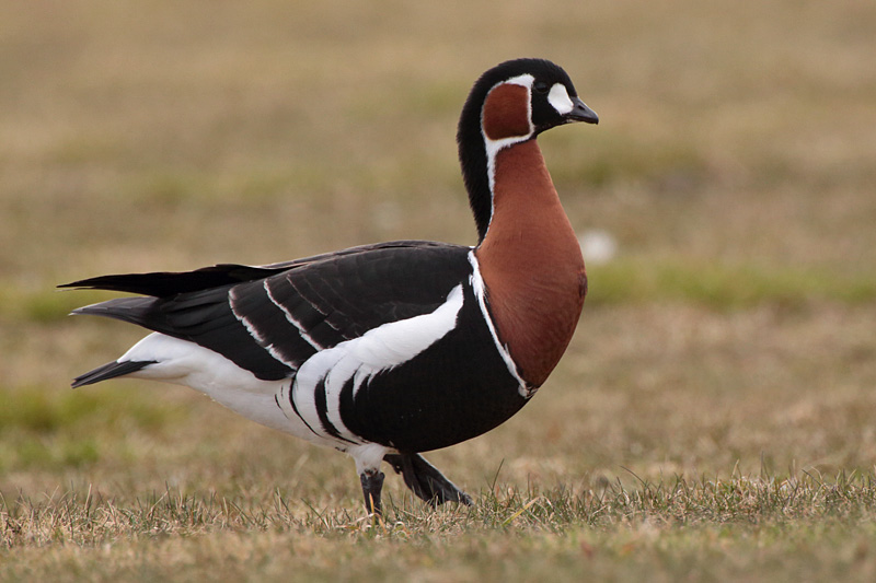 Punakaulahanhi Red-breasted Goose (Branta ruficollis)