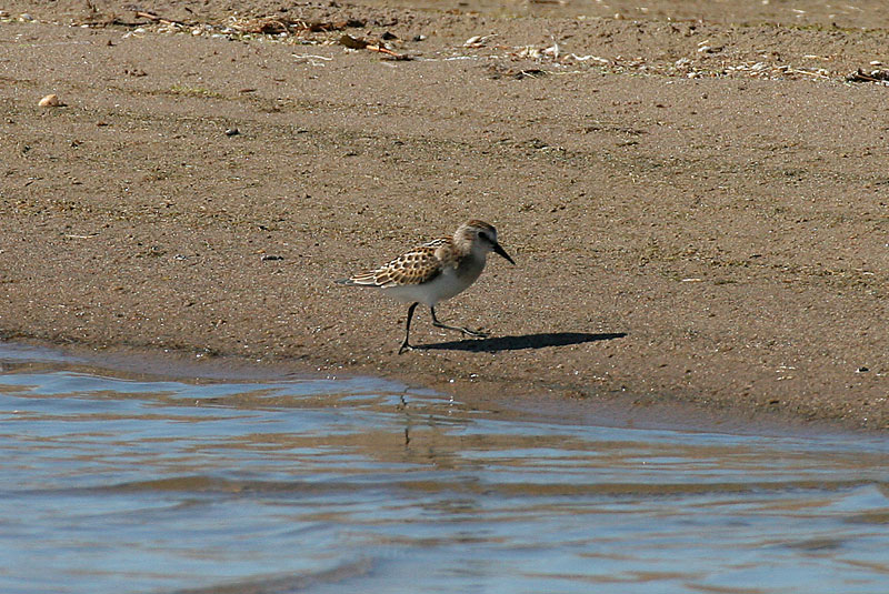 Pikkusirri Calidris minuta