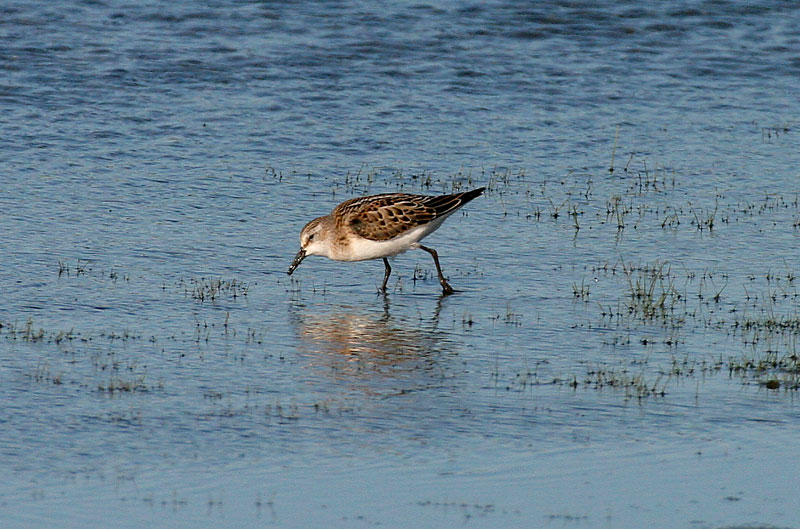 Pikkusirri Calidris minuta