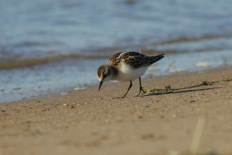 Pikkusirri Calidris minuta