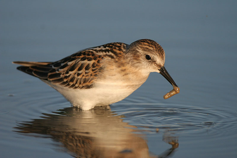 Pikkusirri Calidris minuta