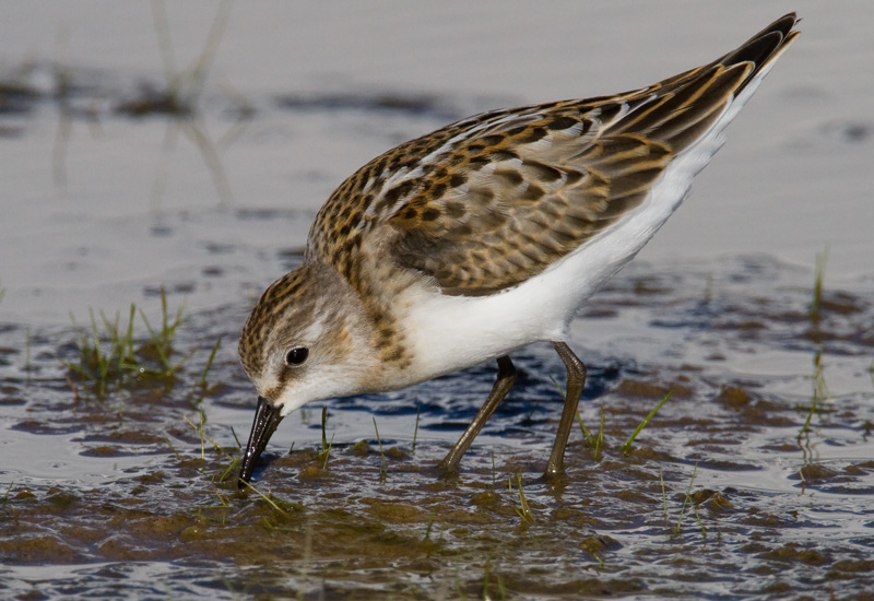Pikkusirri Calidris minuta