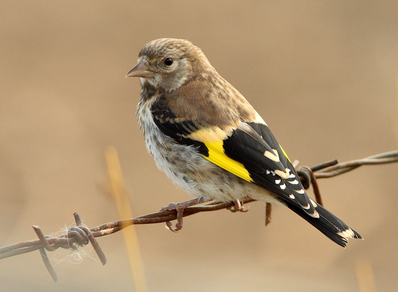 Tikli Carduelis carduelis