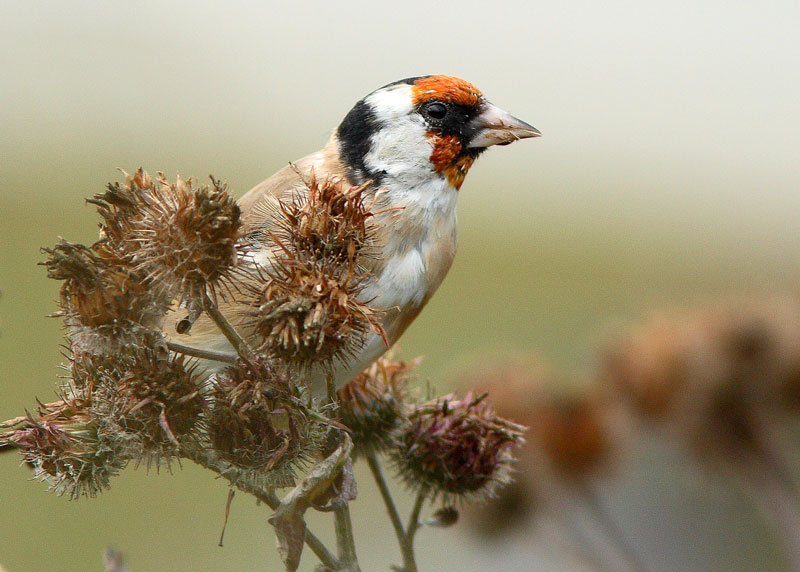 Tikli Carduelis carduelis