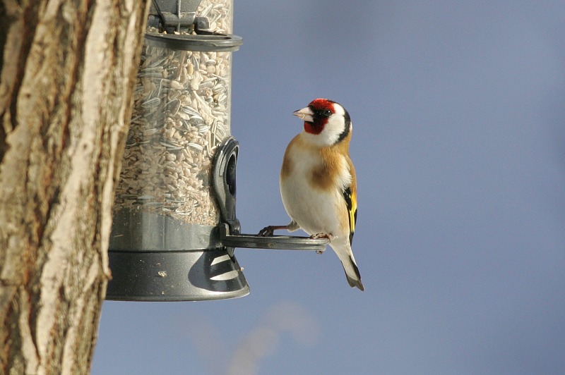 Tikli Carduelis carduelis