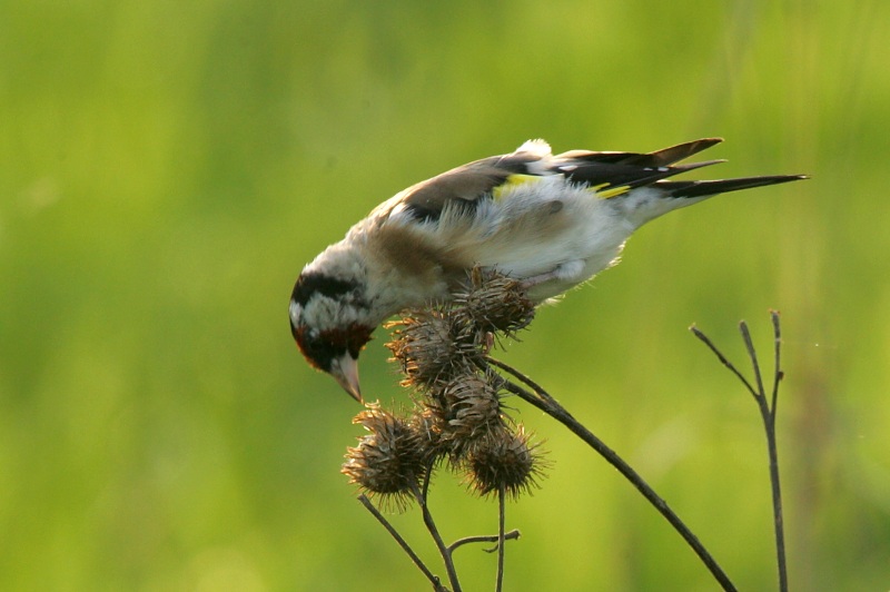 Tikli Carduelis carduelis