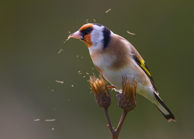 Tikli Carduelis carduelis
