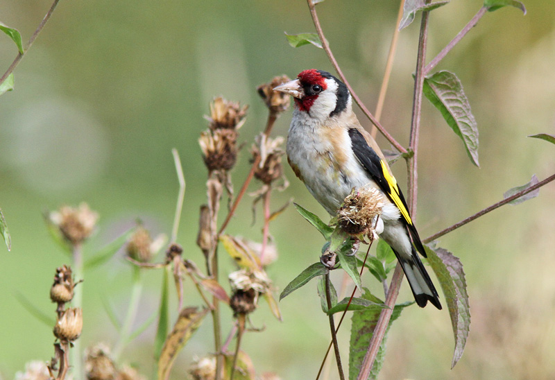Tikli Carduelis carduelis
