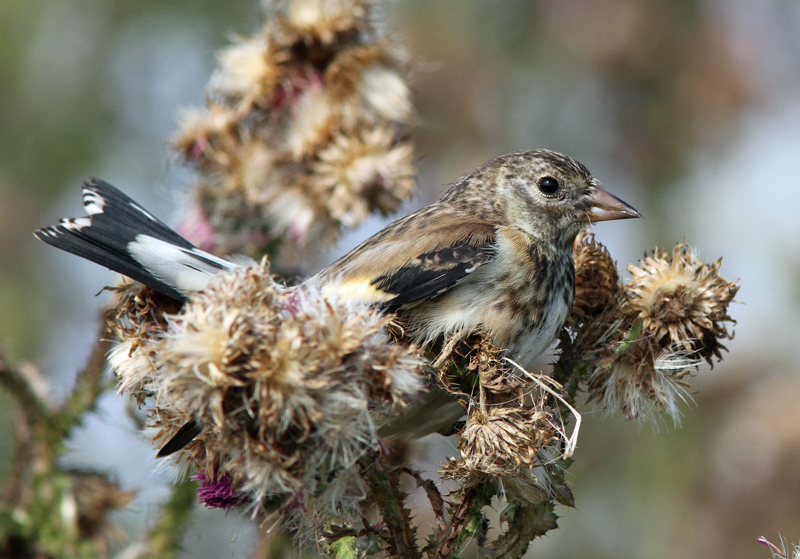 Tikli Carduelis carduelis