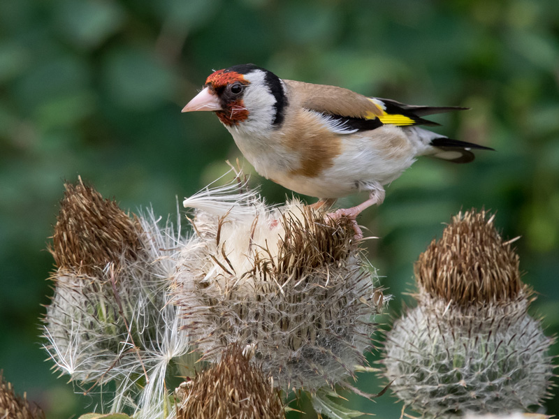 Tikli Carduelis carduelis