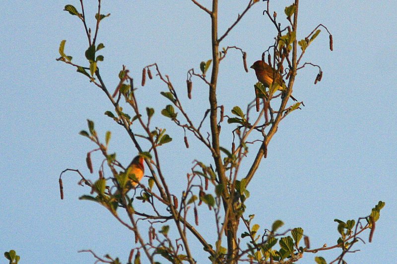 Punavarpunen, Scarlet Rosefinch (Carpodacus erythrinus)