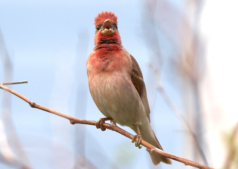 Punavarpunen, Scarlet Rosefinch (Carpodacus erythrinus)