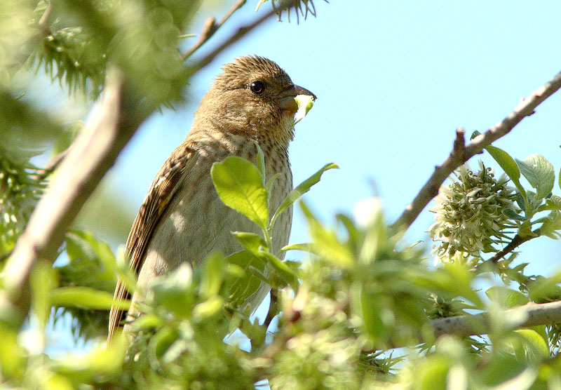 Punavarpunen, Scarlet Rosefinch (Carpodacus erythrinus)
