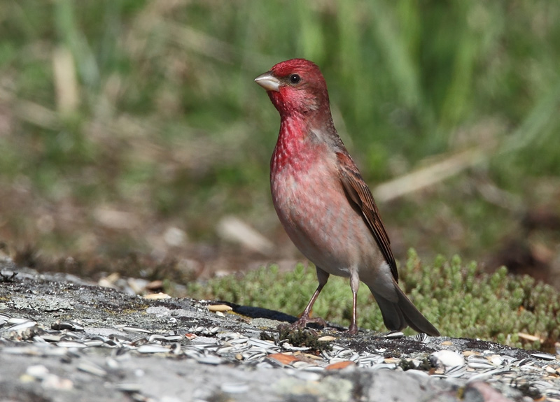 Punavarpunen, Scarlet Rosefinch (Carpodacus erythrinus)