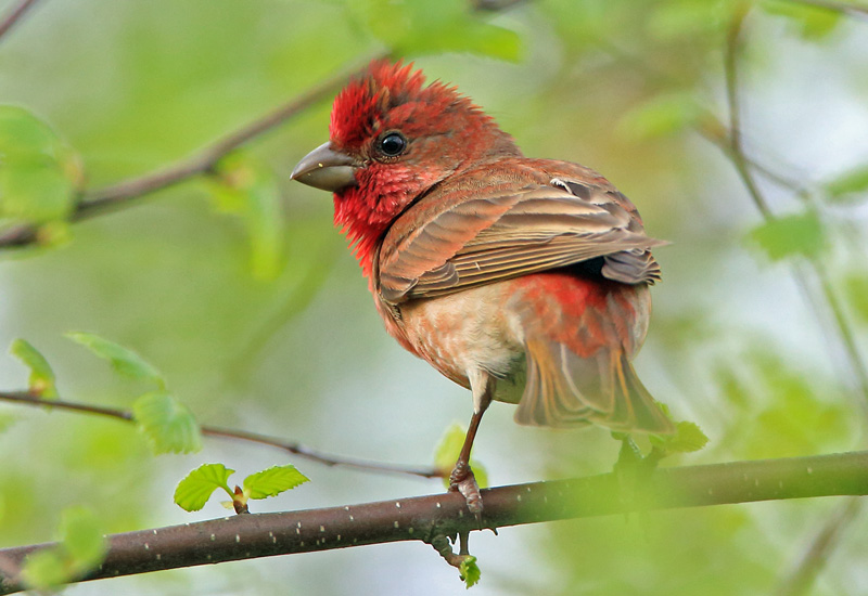 Punavarpunen, Scarlet Rosefinch (Carpodacus erythrinus)