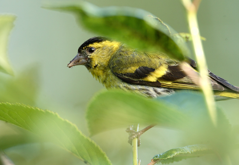 Vihervarpunen (Carduelis spinus)