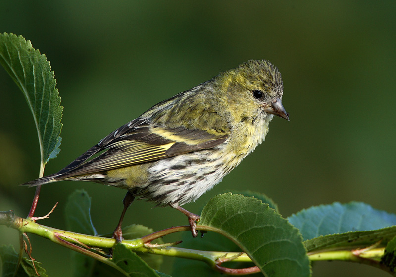 Vihervarpunen (Carduelis spinus)