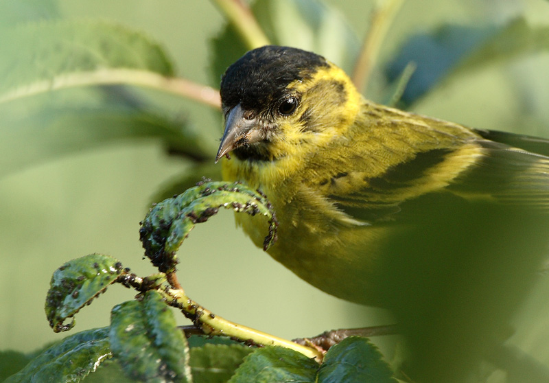 Vihervarpunen (Carduelis spinus)
