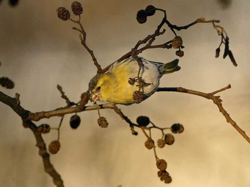 Vihervarpunen Eurasian siskin (Carduelis spinus)