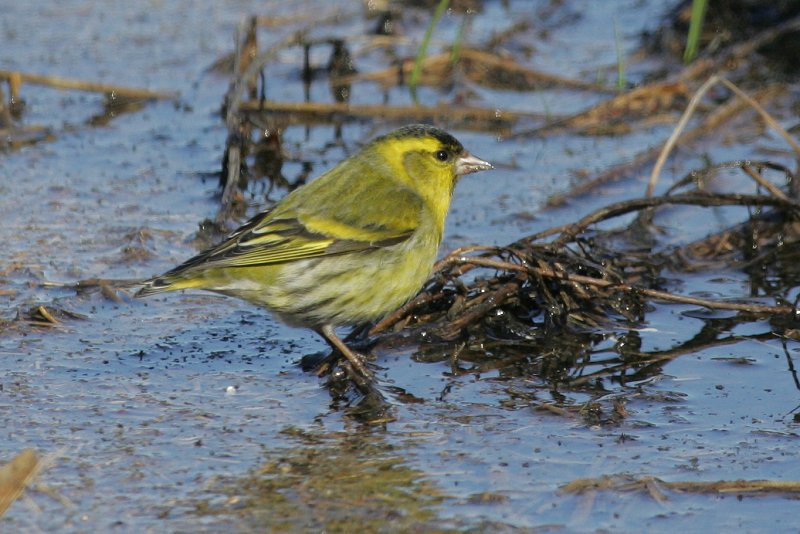 Vihervarpunen Eurasian siskin (Carduelis spinus)