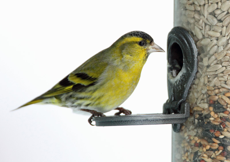 Vihervarpunen Eurasian siskin (Carduelis spinus)