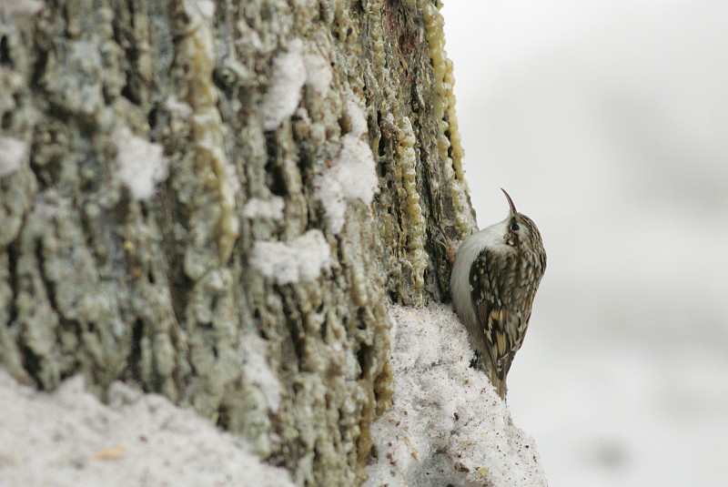 Puukiipij� Certhia familiaris