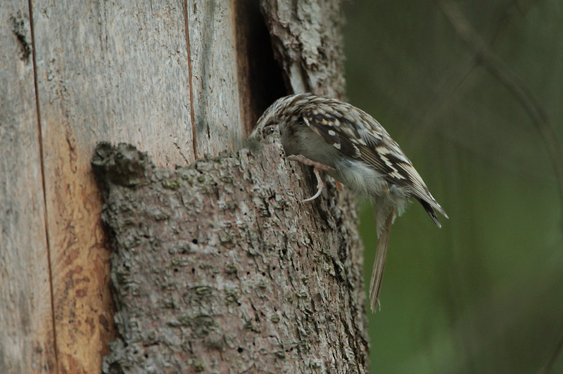 Puukiipij� Certhia familiaris