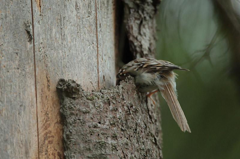 Puukiipij� Certhia familiaris