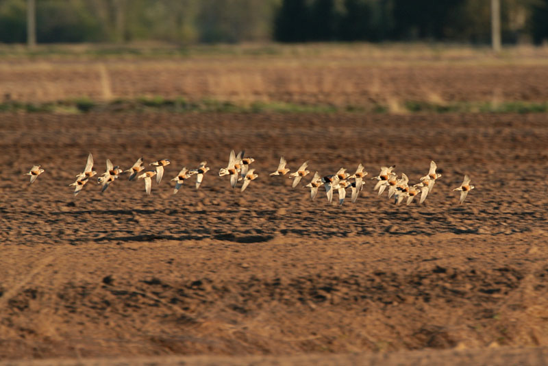 Ker�kurmitsa Dotterel (Charadrius morinellus)