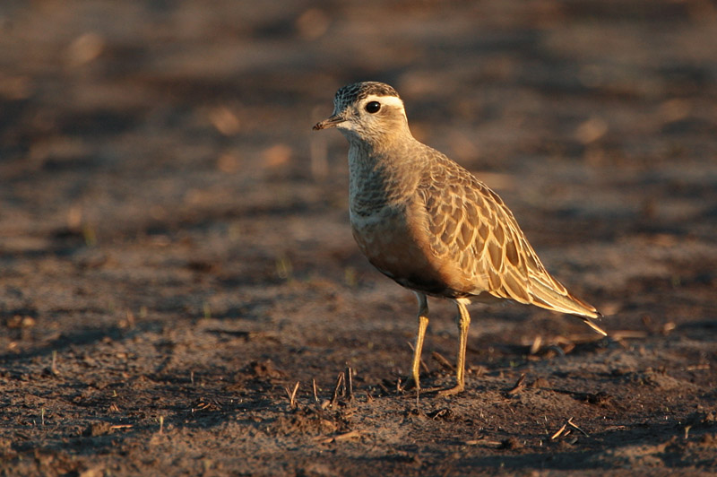 Ker�kurmitsa Dotterel (Charadrius morinellus)