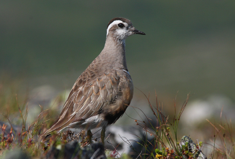 Ker�kurmitsa Dotterel (Charadrius morinellus)