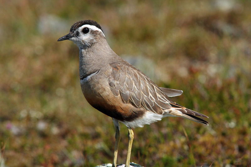 Ker�kurmitsa Dotterel (Charadrius morinellus)