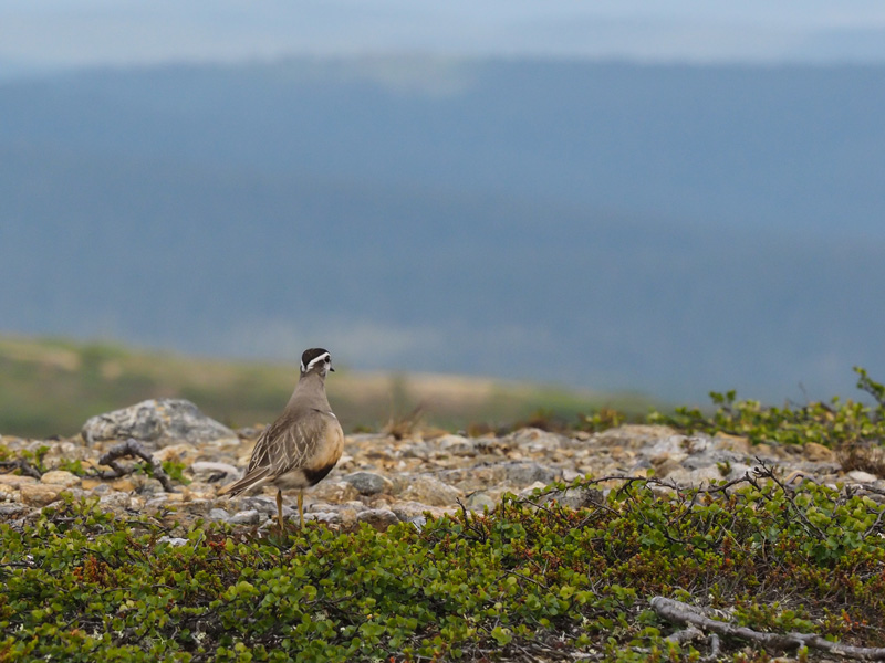 Ker�kurmitsa Dotterel (Charadrius morinellus)