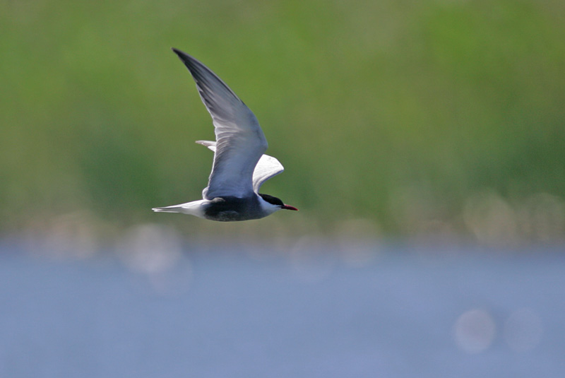 Valkoposkitiira Whiskered Tern (Chlidonias hybridus)