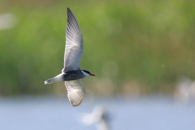 Valkoposkitiira Whiskered Tern (Chlidonias hybridus)