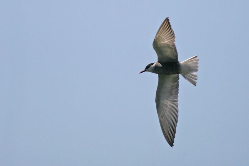 Valkoposkitiira Whiskered Tern (Chlidonias hybridus)