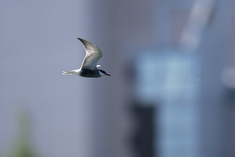 Valkoposkitiira Whiskered Tern (Chlidonias hybridus)
