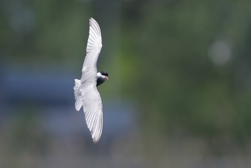 Valkoposkitiira Whiskered Tern (Chlidonias hybridus)