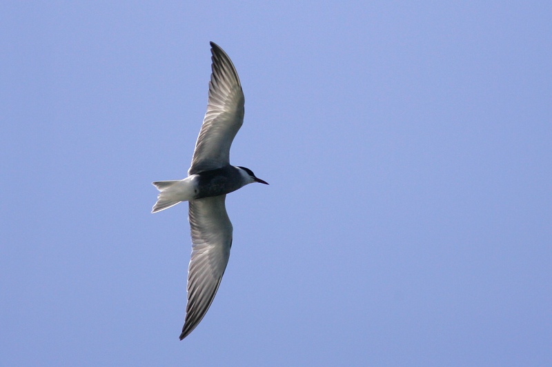 Valkoposkitiira Whiskered Tern (Chlidonias hybridus)