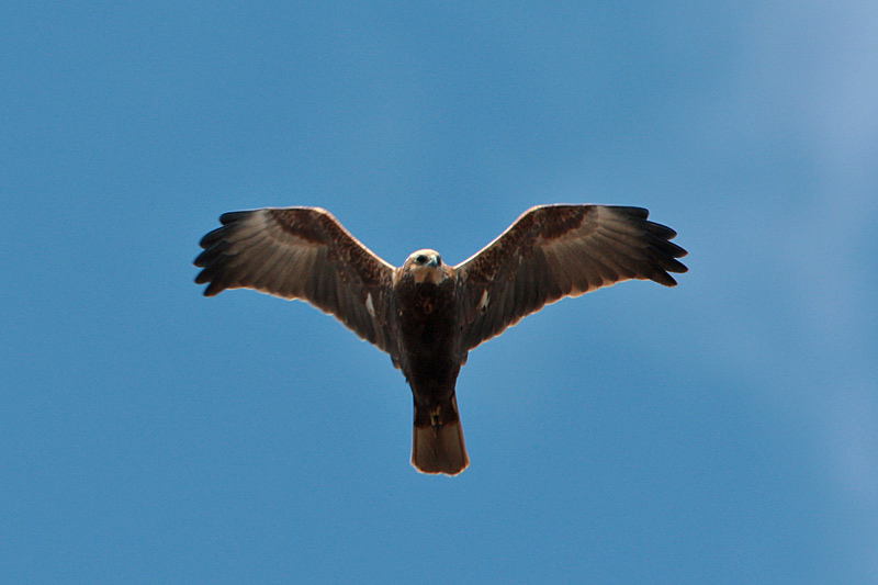 Ruskosuohaukka, Marsh Harrier (Circus aeruginosus)