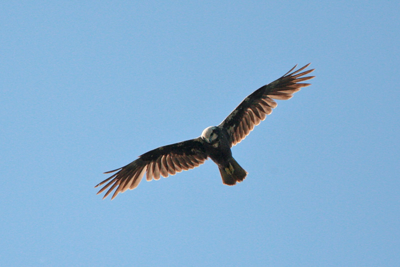 Ruskosuohaukka, Marsh Harrier (Circus aeruginosus)