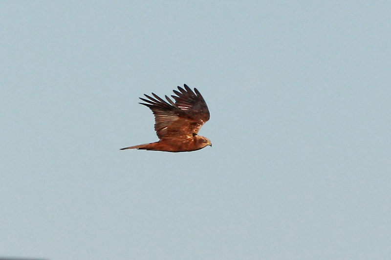 Ruskosuohaukka, Marsh Harrier (Circus aeruginosus)