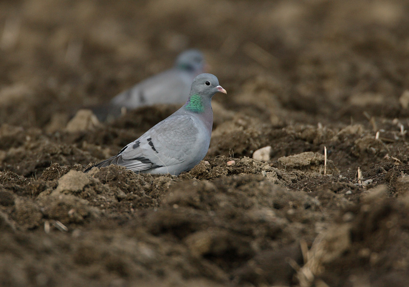 Uuttukyyhky Columba oenas