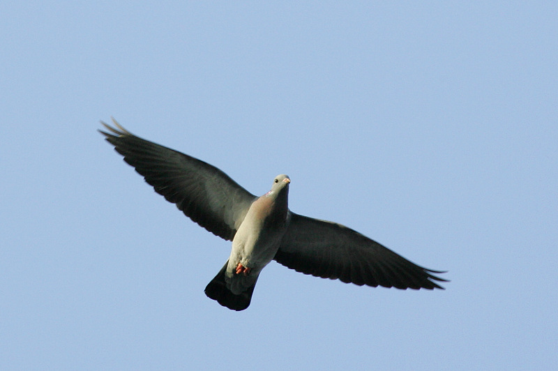 Uuttukyyhky, Stock Dove (Columba oenas)