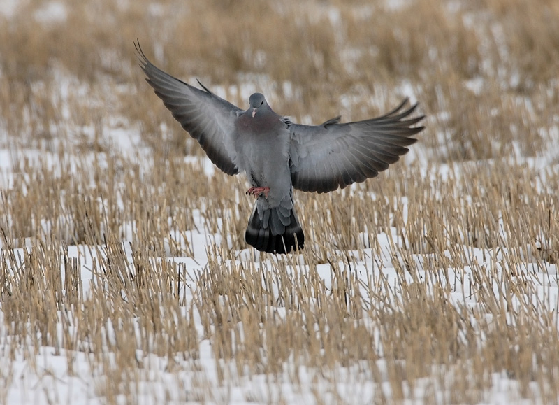 Uuttukyyhky, Stock Dove (Columba oenas)
