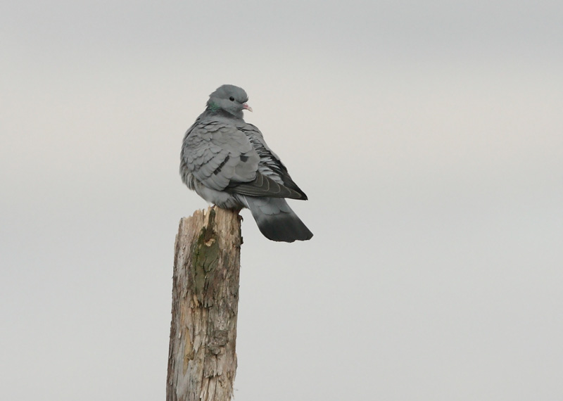 Uuttukyyhky, Stock Dove (Columba oenas)