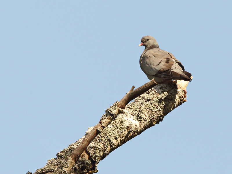 Uuttukyyhky, Stock Dove (Columba oenas)