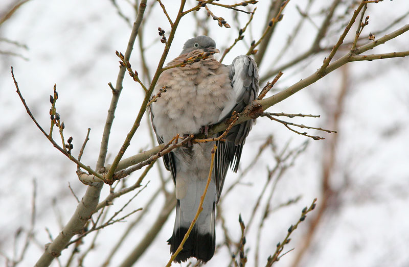 Sepelkyyhky Columba palumbus
